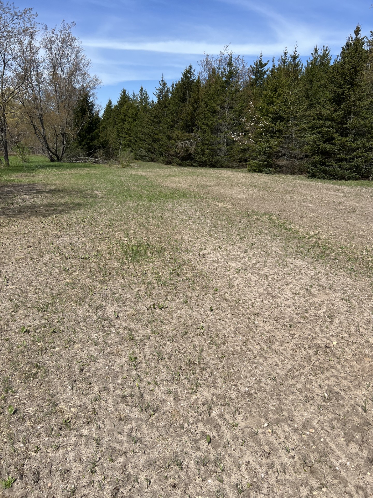 First green shoots emerging in the waystation field