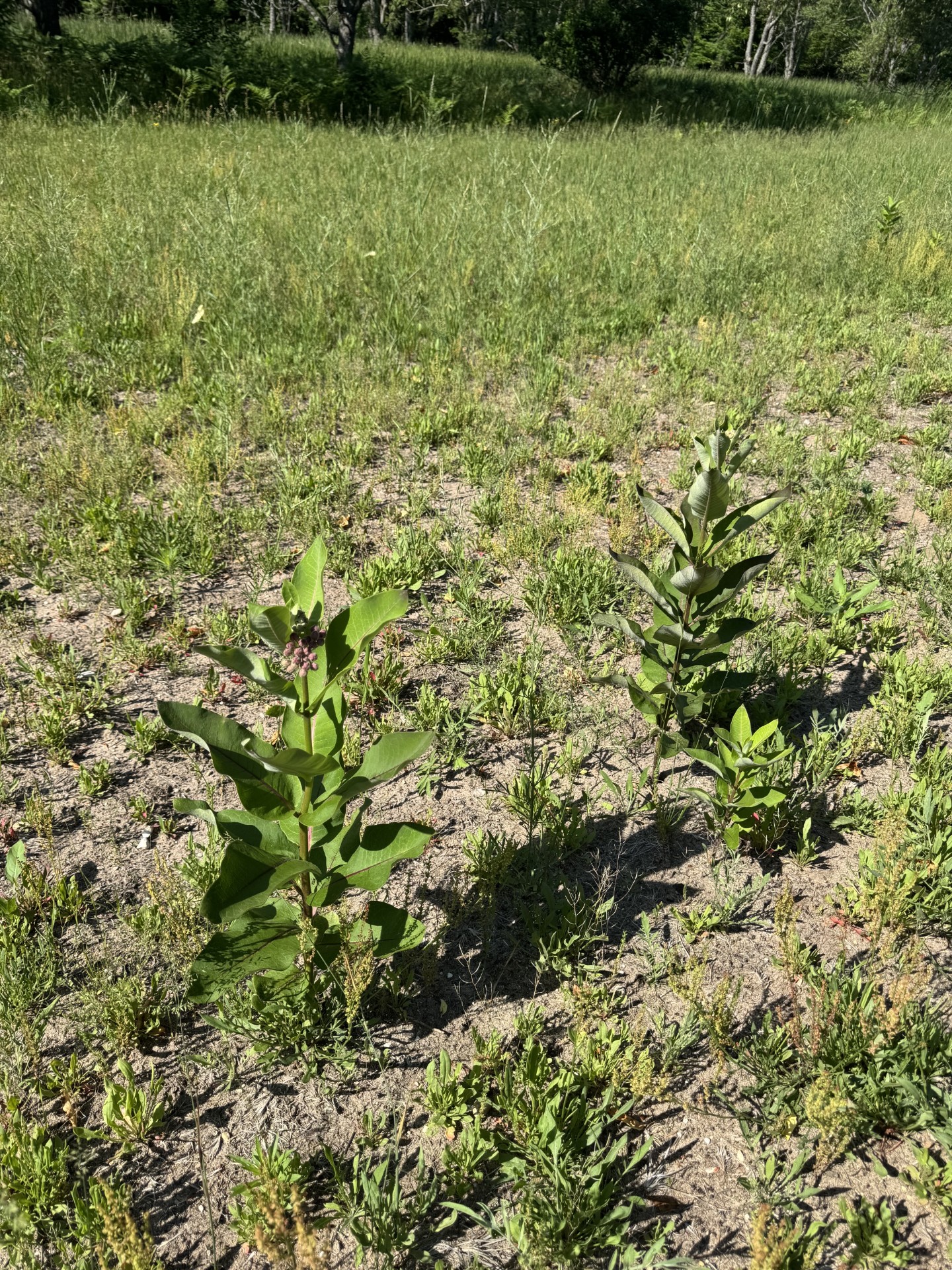 Young milkweed plants growing in the waystation field