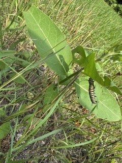 Monarch caterpillar on milkweed leaf